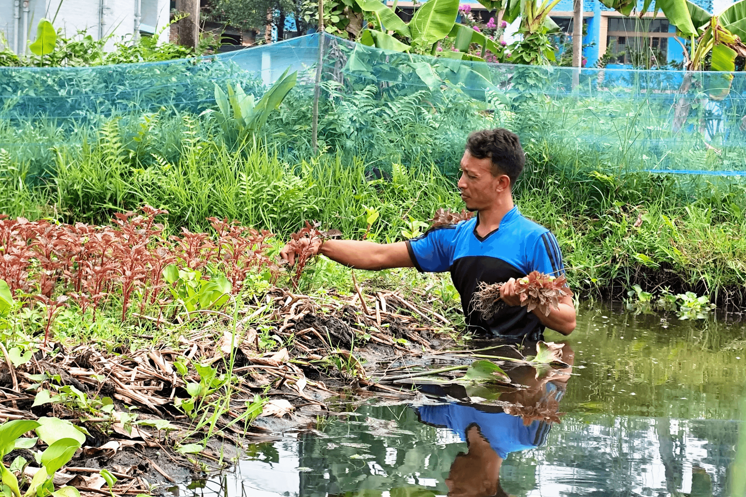 Agro-Feme Septet — floating vegetable gardens and fish culture field site