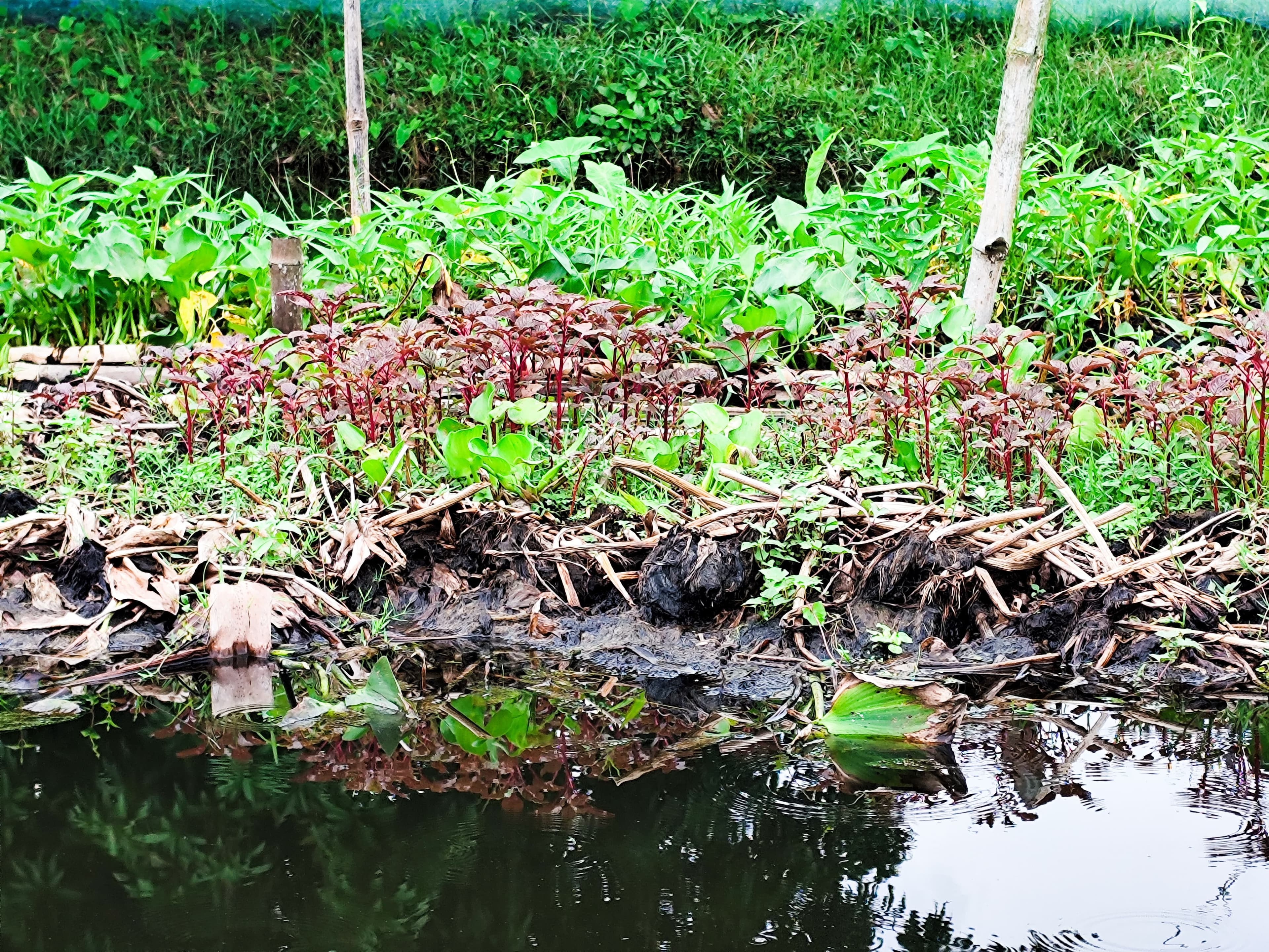 Floating vegetable beds on water hyacinth at BAU research site